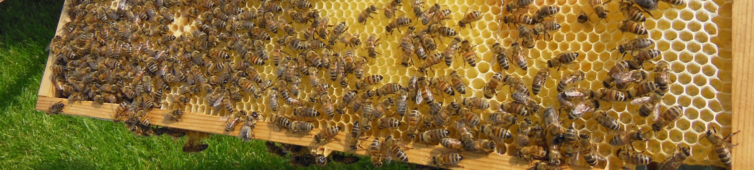 Honningtyper-topbillede